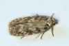 Depressaria sp.